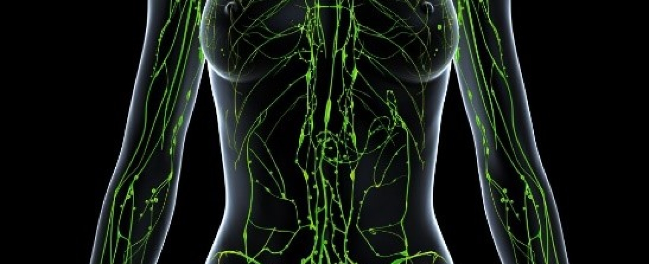 The Lymphatic System and the Skin