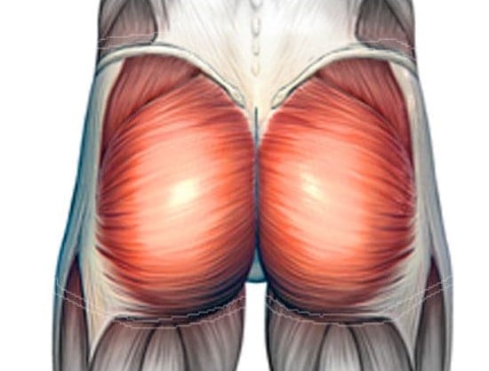 The Gluteus Maximus