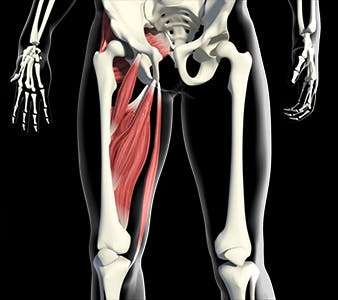 Groin and Adductor Muscles