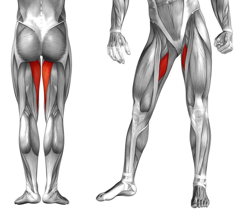 Groin and Adductor Muscles